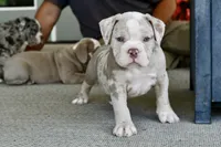 Louie, a male English Bulldog and Olde English Bulldogge for sale in Grove, OK – 9 of 10