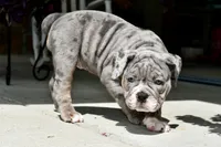 Sydney, a female English Bulldog and Olde English Bulldogge for sale in Grove, OK – 6 of 10
