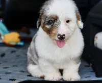 Winston, a male Miniature Bernedoodle for sale in Grove, OK – 6 of 9