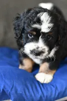 Freckles , a male Miniature Bernedoodle for sale in Grove, OK – Photo 7 of 7