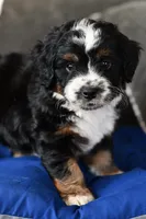 Freckles , a male Miniature Bernedoodle for sale in Grove, OK – Photo 1 of 7