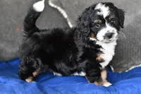 Freckles , a male Miniature Bernedoodle for sale in Grove, OK – Photo 2 of 7