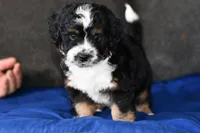 Freckles , a male Miniature Bernedoodle for sale in Grove, OK – Photo 3 of 7