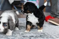 Freckles , a male Miniature Bernedoodle for sale in Grove, OK – Photo 6 of 7