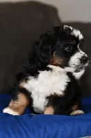 Freckles , a male Miniature Bernedoodle for sale in Grove, OK – Photo 4 of 7