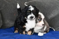 Freckles , a male Miniature Bernedoodle for sale in Grove, OK – Photo 5 of 7
