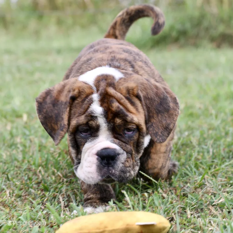 Clifford  – English Bulldog, Olde English Bulldogge puppy for sale in Grove, OK