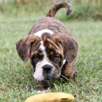 Clifford , a male English Bulldog and Olde English Bulldogge for sale in Grove, OK – 3 of 10