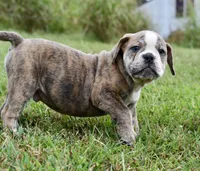 Otis, a male English Bulldog and Olde English Bulldogge for sale in Grove, OK – 3 of 10
