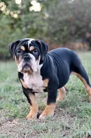 Jack, a male English Bulldog and Olde English Bulldogge for sale in Grove, OK – 5 of 10
