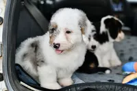 Winston, a male Miniature Bernedoodle for sale in Grove, OK – 5 of 9