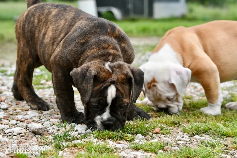 Charlie – Olde English Bulldogge puppy for sale in Grove, OK