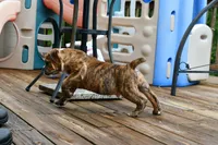Red, a male Olde English Bulldogge for sale in Grove, OK – 6 of 10
