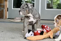 Sydney, a female English Bulldog and Olde English Bulldogge for sale in Grove, OK – 7 of 10