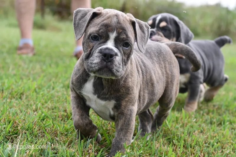 Lexi – English Bulldog, Olde English Bulldogge puppy for sale in Grove, OK