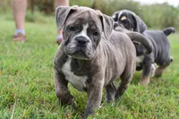 Lexi, a female English Bulldog and Olde English Bulldogge for sale in Grove, OK – 1 of 10
