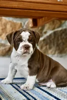 Darla, a female English Bulldog and Olde English Bulldogge for sale in Grove, OK – 8 of 9