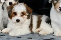 Mabel, a female Miniature Bernedoodle for sale in Grove, OK – 4 of 10