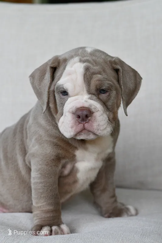 Clyde – English Bulldog, Olde English Bulldogge puppy for sale in Grove, OK