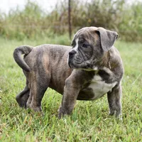 Lexi, a female English Bulldog and Olde English Bulldogge for sale in Grove, OK – 6 of 10