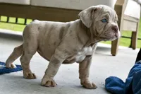 Pippa, a female English Bulldog and Olde English Bulldogge for sale in Grove, OK – 9 of 10