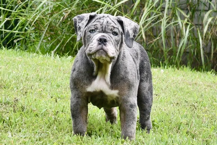 Sydney – English Bulldog, Olde English Bulldogge puppy for sale in Grove, OK