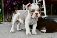 Tink, a female English Bulldog and Olde English Bulldogge for sale in Grove, OK – 3 of 10