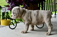 Pippa, a female English Bulldog and Olde English Bulldogge for sale in Grove, OK – 7 of 10