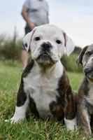 Lola, a female English Bulldog and Olde English Bulldogge for sale in Grove, OK – 7 of 10