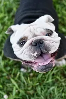 Otis, a male English Bulldog and Olde English Bulldogge for sale in Grove, OK – 9 of 10