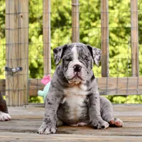 Hoss, a male English Bulldog and Olde English Bulldogge for sale in Grove, OK – 8 of 10