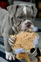 Rosey, a female English Bulldog and Olde English Bulldogge for sale in Grove, OK – 6 of 9