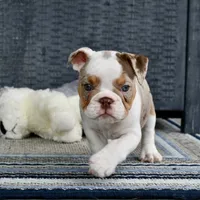 Tink, a female English Bulldog and Olde English Bulldogge for sale in Grove, OK – 5 of 10
