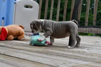 Pepper, a female English Bulldog and Olde English Bulldogge for sale in Grove, OK – 9 of 10