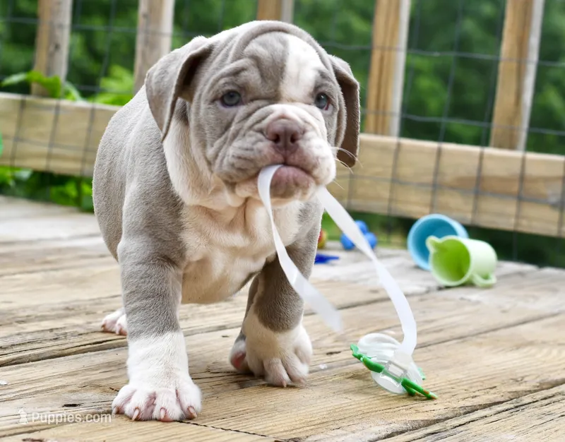 Pepper – English Bulldog, Olde English Bulldogge puppy for sale in Grove, OK
