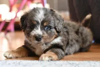 Storm, a female Miniature Bernedoodle for sale in Grove, OK – Photo 6 of 7