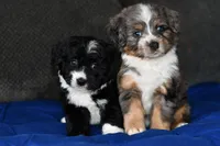 Storm, a female Miniature Bernedoodle for sale in Grove, OK – Photo 2 of 7