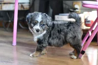 Storm, a female Miniature Bernedoodle for sale in Grove, OK – Photo 7 of 7