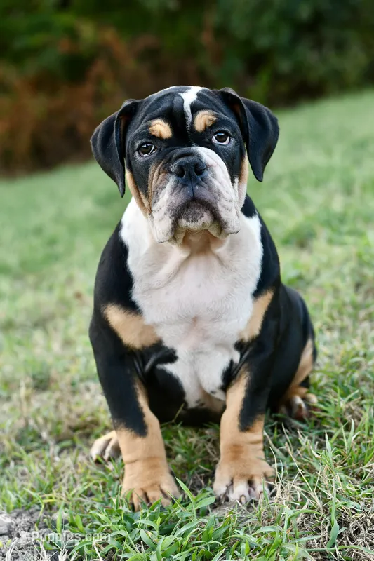 Jack – English Bulldog, Olde English Bulldogge puppy for sale in Grove, OK