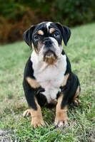 Jack, a male English Bulldog and Olde English Bulldogge for sale in Grove, OK – 1 of 10