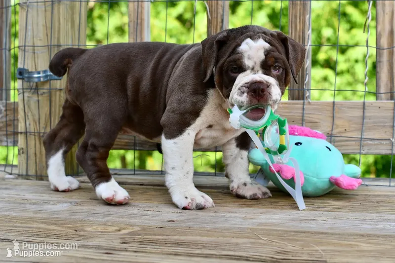 Darla (Chocolate Tri) – English Bulldog, Olde English Bulldogge puppy for sale in Grove, OK