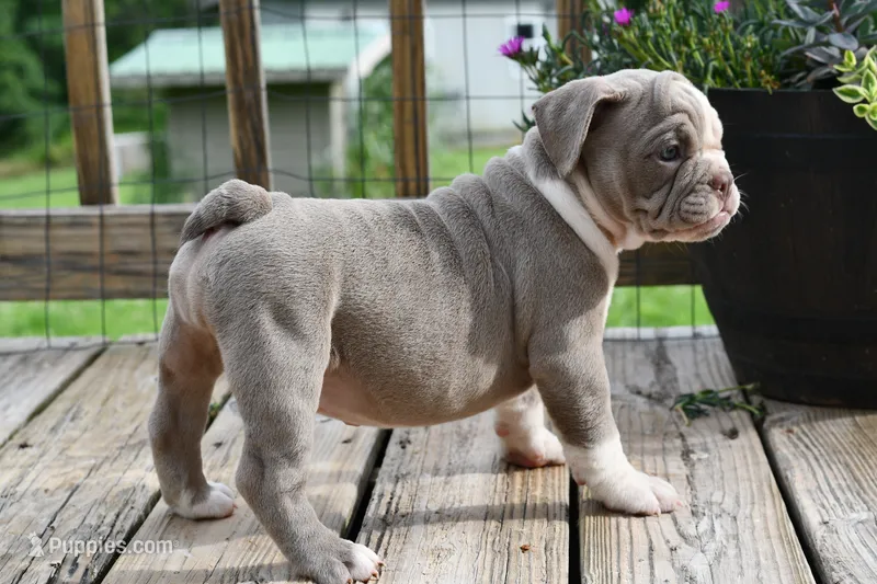 Pepper – English Bulldog, Olde English Bulldogge puppy for sale in Grove, OK