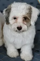 Pearl, a female Miniature Bernedoodle for sale in Grove, OK – 4 of 10