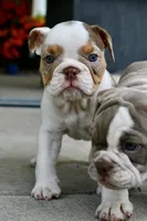 Tink, a female English Bulldog and Olde English Bulldogge for sale in Grove, OK – 8 of 10