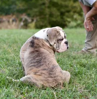 Henry, a male English Bulldog and Olde English Bulldogge for sale in Grove, OK – 4 of 10