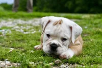 Winston, a male Olde English Bulldogge for sale in Grove, OK – 8 of 9