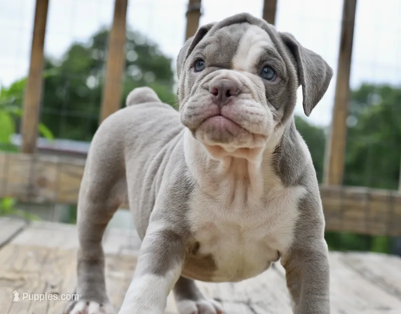 Pepper – English Bulldog, Olde English Bulldogge puppy for sale in Grove, OK