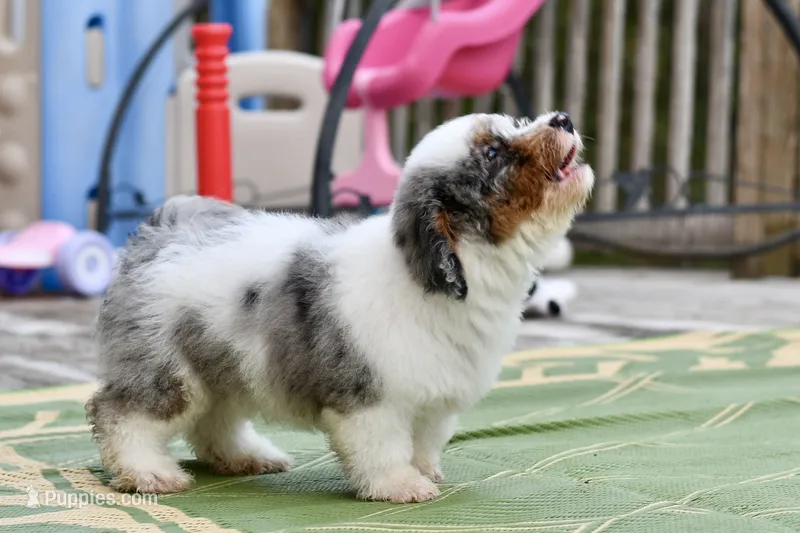 Winston – Miniature Bernedoodle puppy for sale in Grove, OK