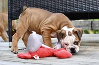 Kenya, a female English Bulldog and Olde English Bulldogge for sale in Grove, OK – 4 of 10