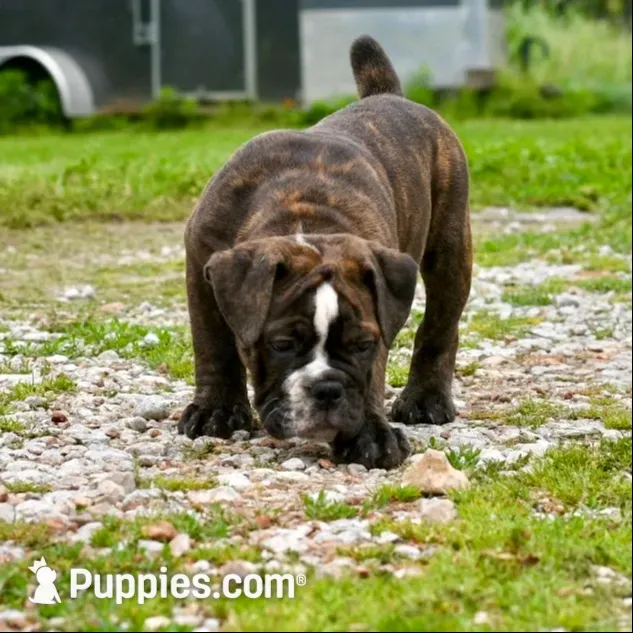 Charlie, a female Olde English Bulldogge for sale in Grove, OK – 3 of 10